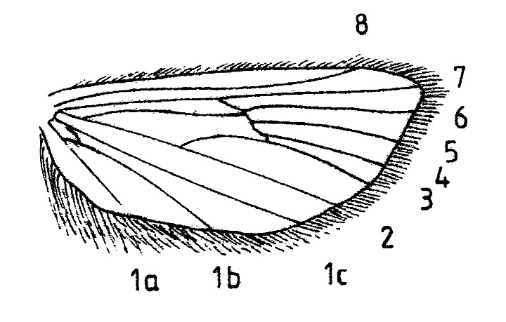 Hindwing with venation and cilia of Orthotelia sparganella (Glyphipterigidae).